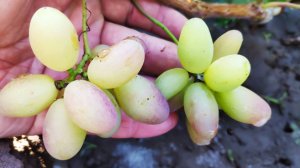 Как получить урожай с черенка винограда в год укоренения.