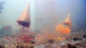 Как рыба реагирует на Свёклу и Морковь? Подводная съемка