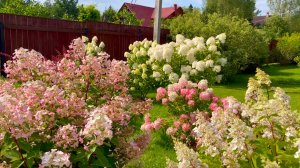 Гортензии метельчатые в августе. Вимс Ред/КендЛайт/Самарская Лидия/ Фантом/ЛаймЛайт/ Даймонд Руж...