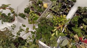 Обработка хой от вредителей