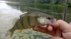 Микроджиг. Это просто ЖОР какой-то!!!!! Окунь на каждом забросе!!!