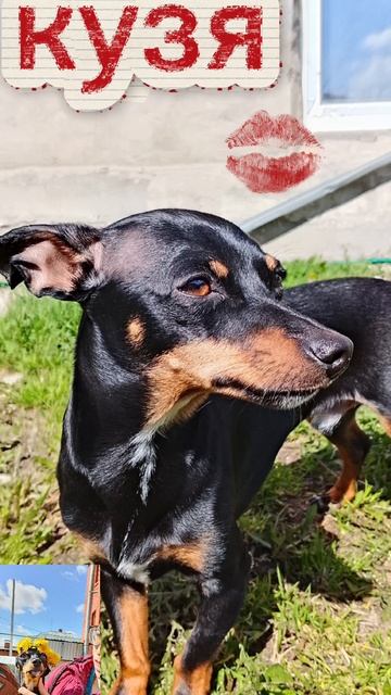песик Кузя😋
