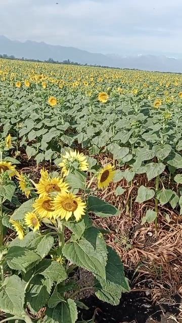 шмель и подсолнух...