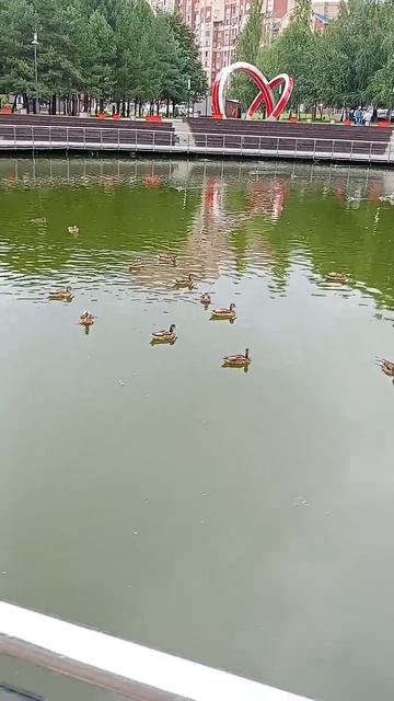 Утки плескаются в фонтане!! 🥰🦆⛲ #shorts #shortvideo #отдых #лето смотреть онлайн