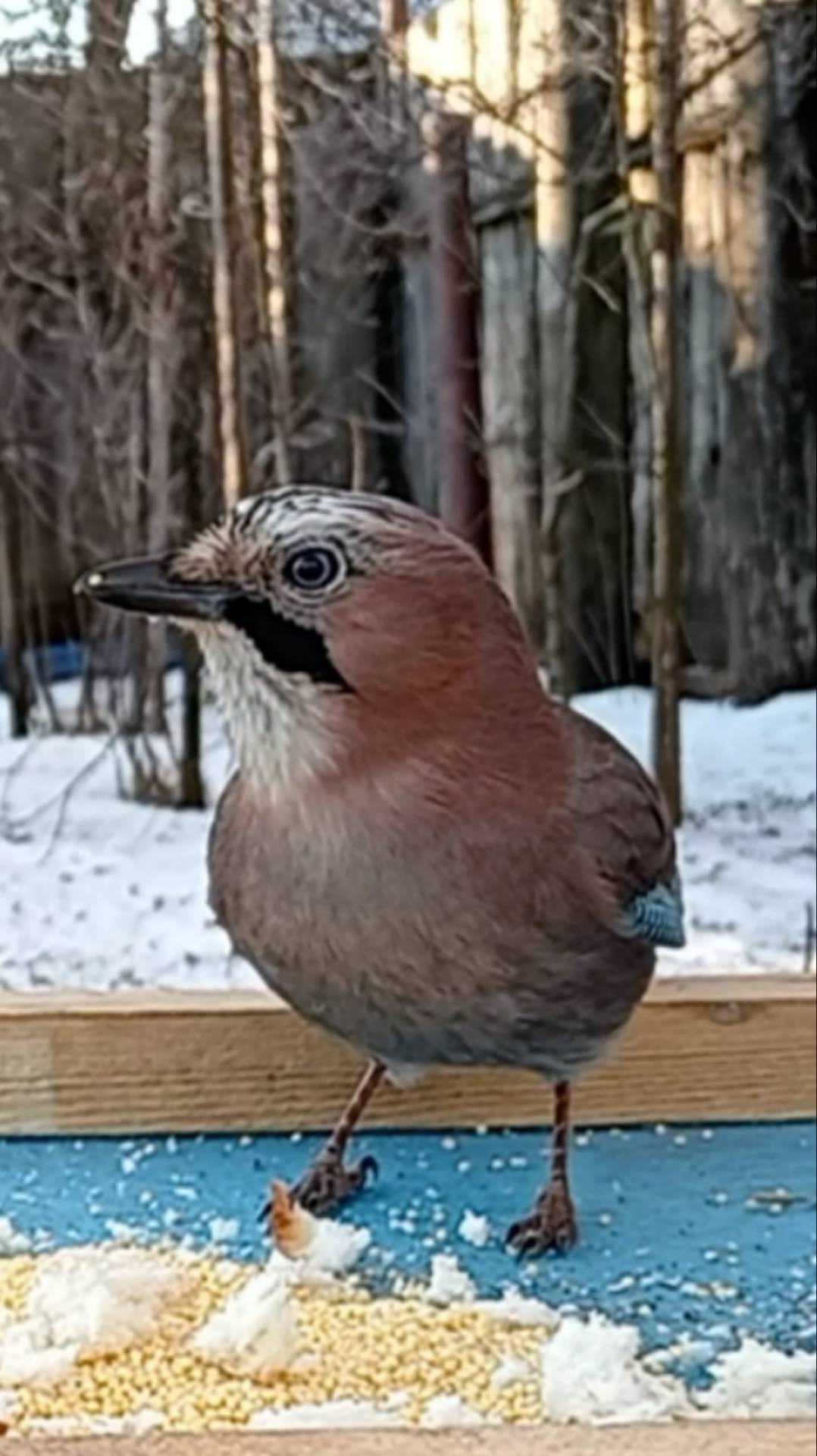 Сойка смотреть онлайн