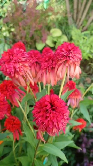 Наши эхинацеи 10.08.2025 смотреть онлайн