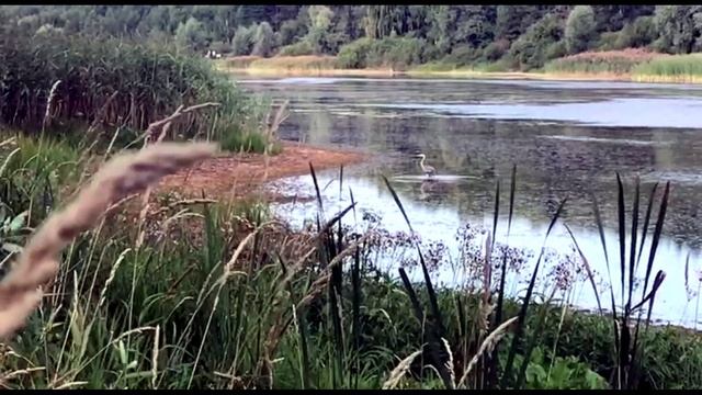 Цапля смотреть онлайн