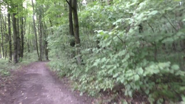 Прогулка по лесу после дождливых дней.