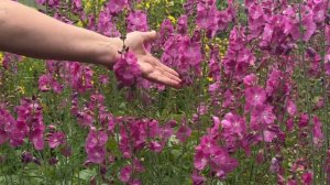 ЭТОТ МНОГОЛЕТНИК НЕ ОСТАВИТ ВАС РАВНОДУШНЫМИ