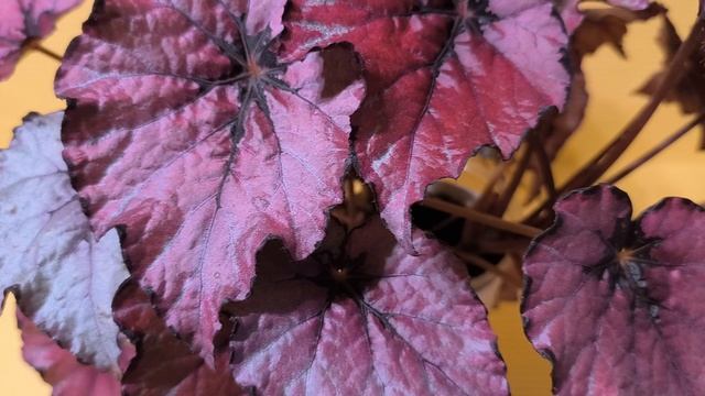 Бегония Deco Pink смотреть онлайн