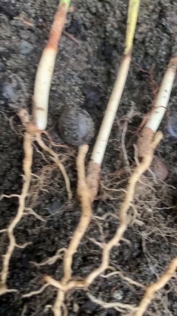 Пальма Сабаль:  🌴Тропическая Красота.