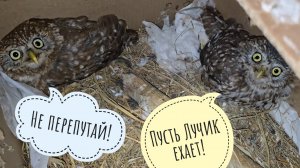 Сыча Кубышу упаковали, сыча Лучика почесали, сову филина Ёлку раскачали и поехали в Москву