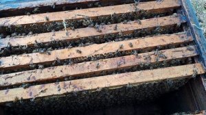 прилетел рой в той местности, где пчел нет