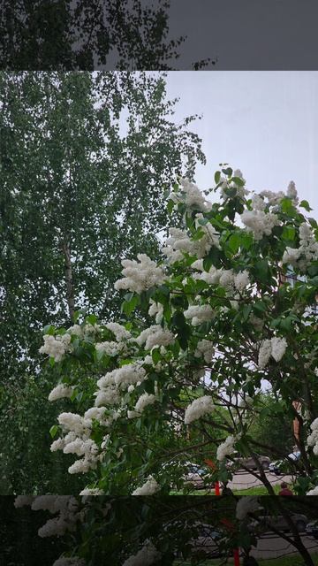 Белая сирень. смотреть онлайн