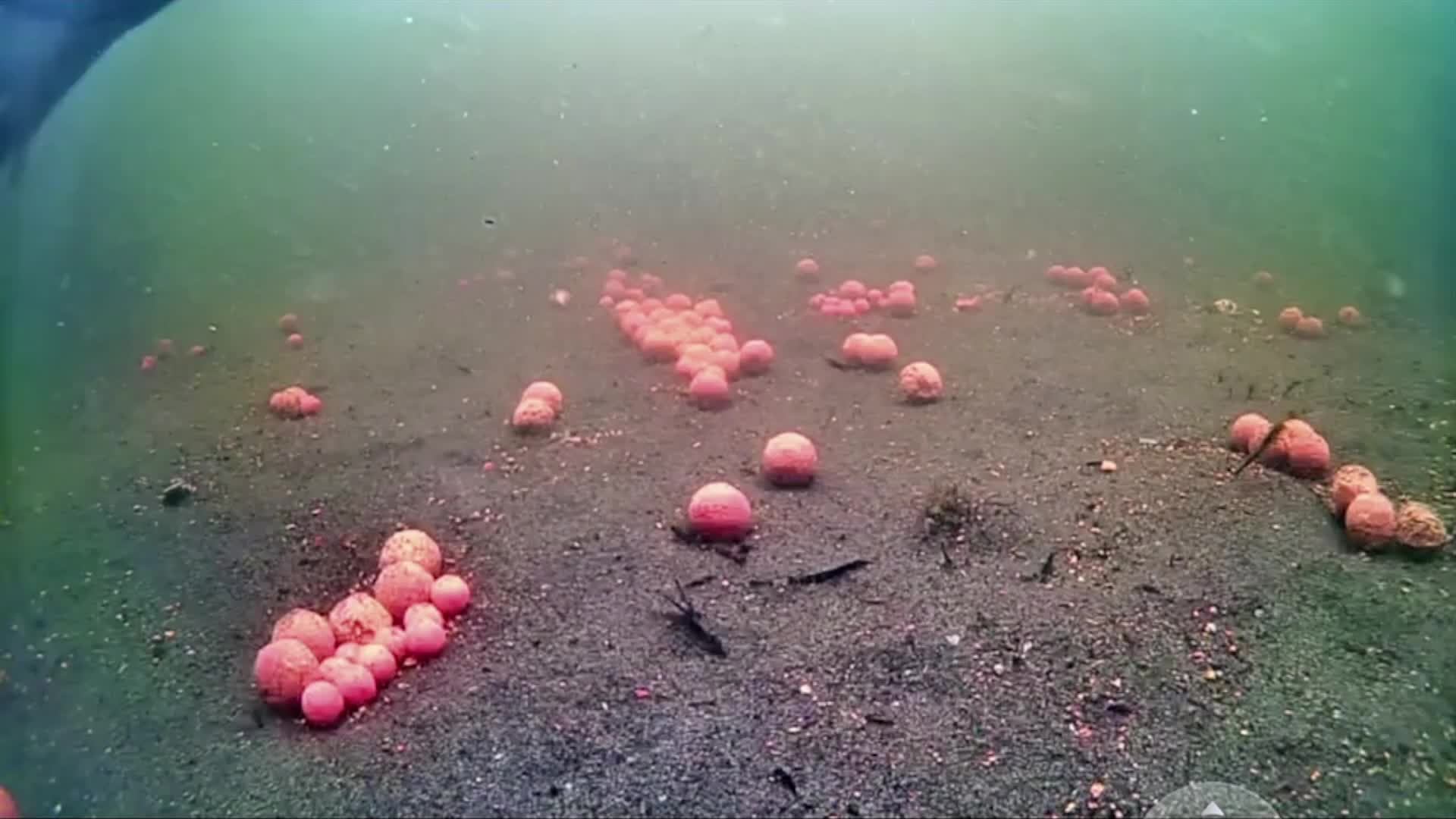 Carp @ Amur смотреть онлайн