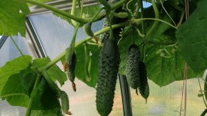 Чем подкормить огурцы в августе для продления плодоношения.