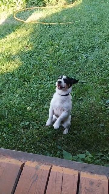 Собака умоляет хозяйку списать долги и микрозайм #юристпобанкротству #списатьдолги #списатьмикрозайм