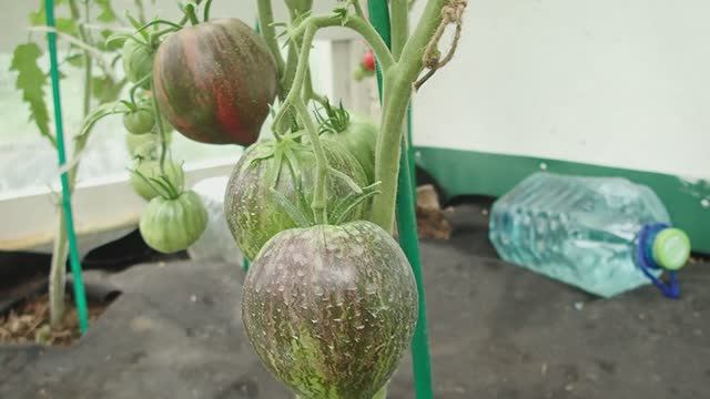 9 августа 2025 года на даче, кроты замучили, томаты в теплице, приспускаю огурцы, собираю ежевику.