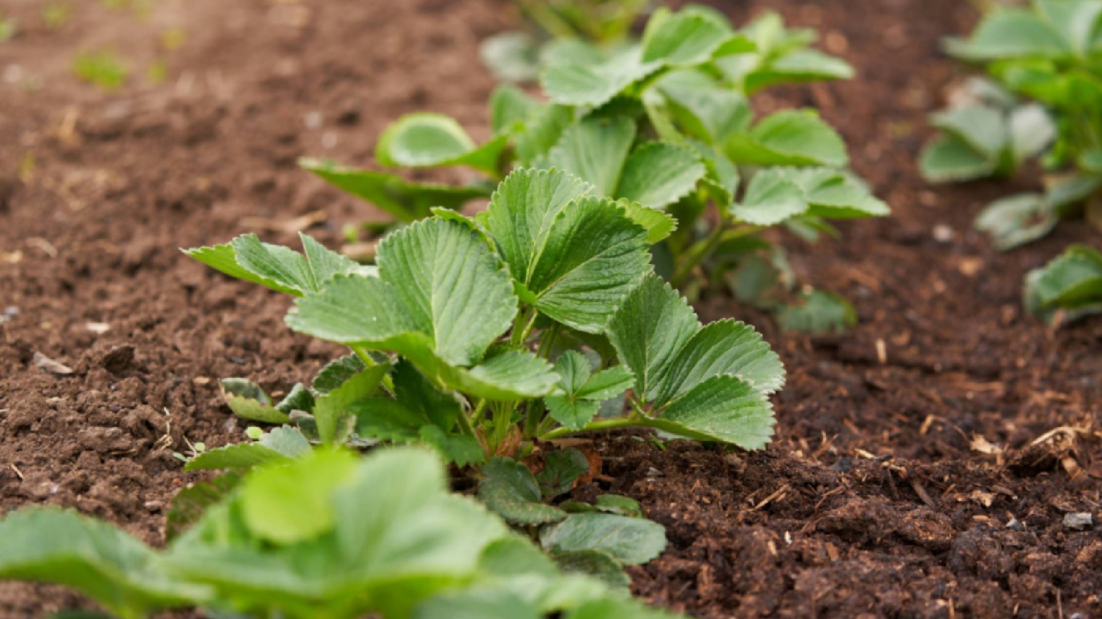 Лучшая подкормка клубники в августе. Как и чем подкормить кусты? смотреть онлайн