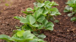 Лучшая подкормка клубники в августе. Как и чем подкормить кусты?