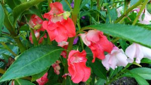 Черенкую бальзамин для пересадки в горшок. Великолепие бальзамина Том Самб