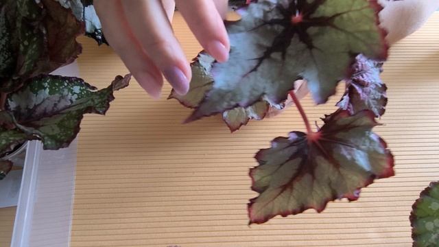 продажа бегоний набором в кол-ве 5 штук смотреть онлайн