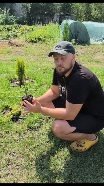 Адаптация саженцев туй, Можжевельников и других декоративных растений 🌲 смотреть онлайн