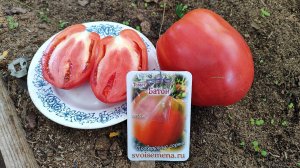 Устойчивый к кладоспориозу томат Батон