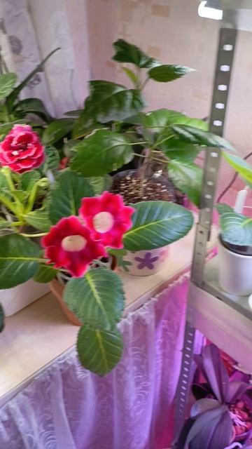 листики глоксиний готовы к посадке ☺ну красота же ведь а 🤗🌹🌹🌹 смотреть онлайн