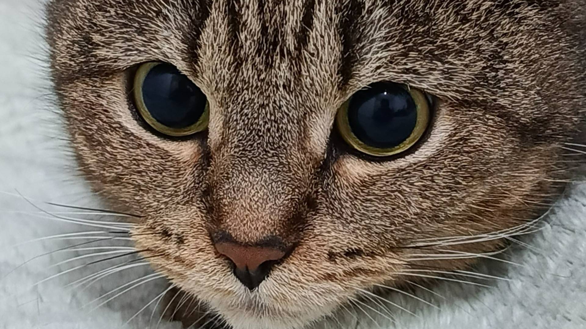 Задумчивая мадам 🐈💭💭 смотреть онлайн