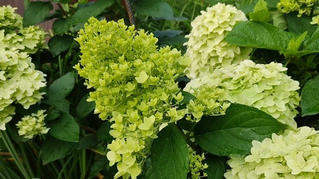 Метельчатая гортензия Лайм лайт. смотреть онлайн