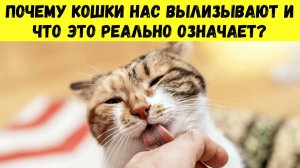 Как ЗАВОЕВАТЬ ДОВЕРИЕ кошки за 10 минут — проверенный метод, который вас ПОРАЗИТ!