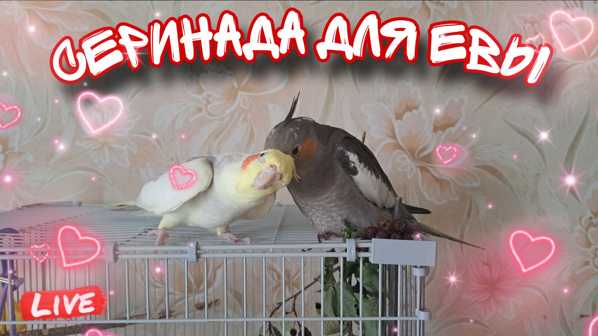 Попугай корелла поёт серинаду смотреть онлайн