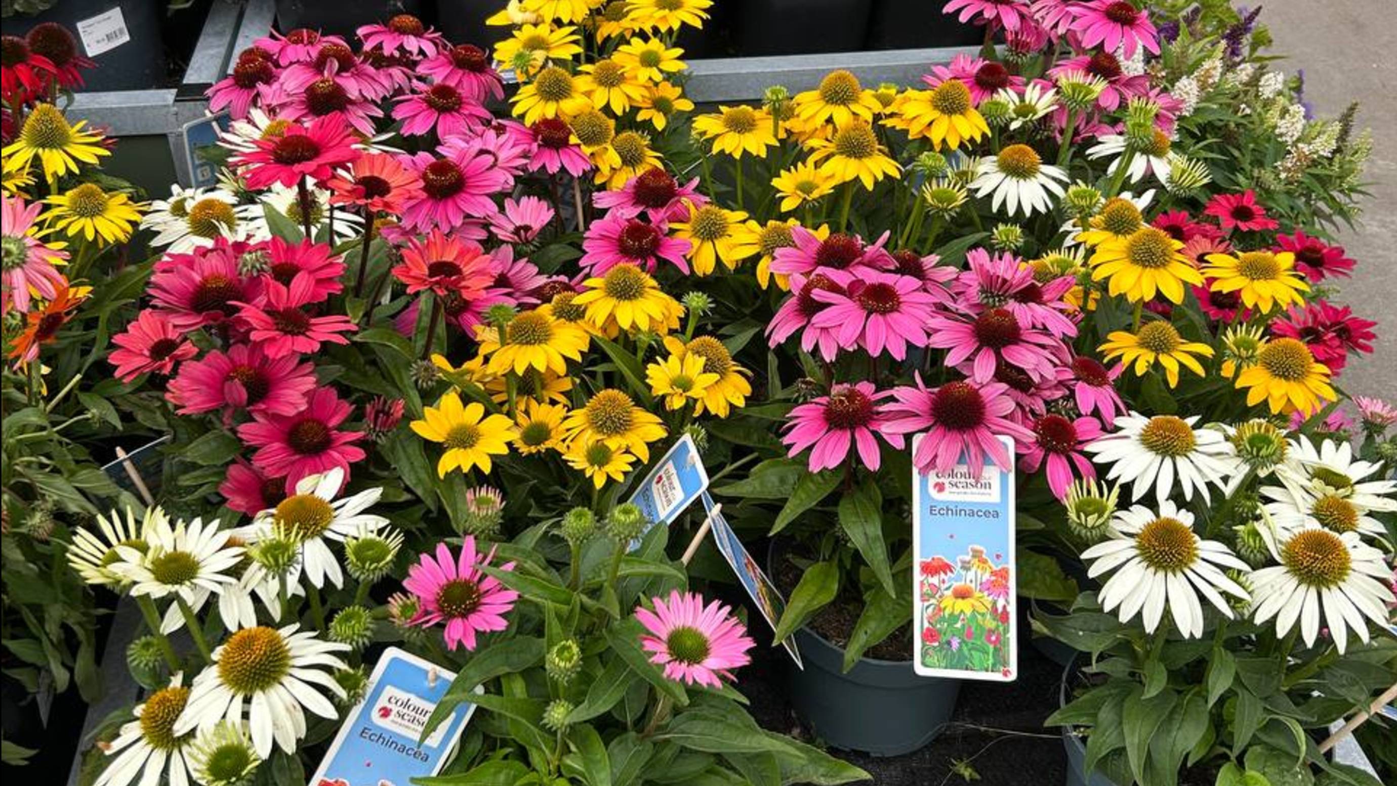 Копаем картошку, обрезала все листья на томатах. смотреть онлайн