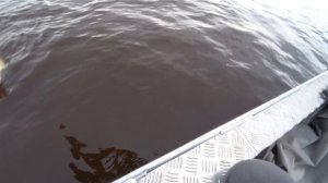 Рыбалка.Судак.