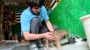 Хаскил Амирханов открыл приют для бездомных животных в Дагестане