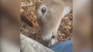 Дружелюбный олень приближается к охотникам | груминг от оленя