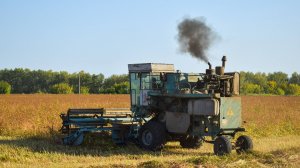 Уборочная-2022. Комбайн Енисей-1200-1 на скосе гречихи.