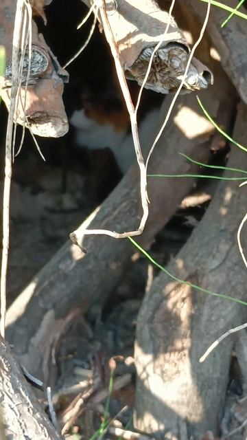 Нюша спряталась 😂