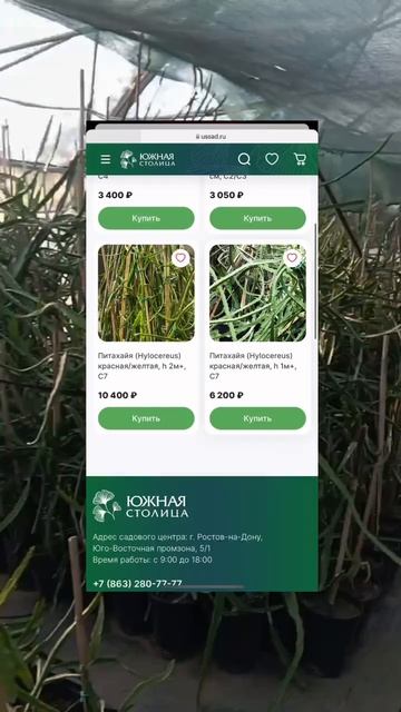 цветок у питахайи