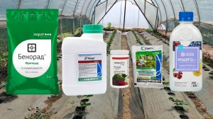 Полный план защиты клубники от болезней: от химии до биологии — Пошаговая схема обработок от А до Я!