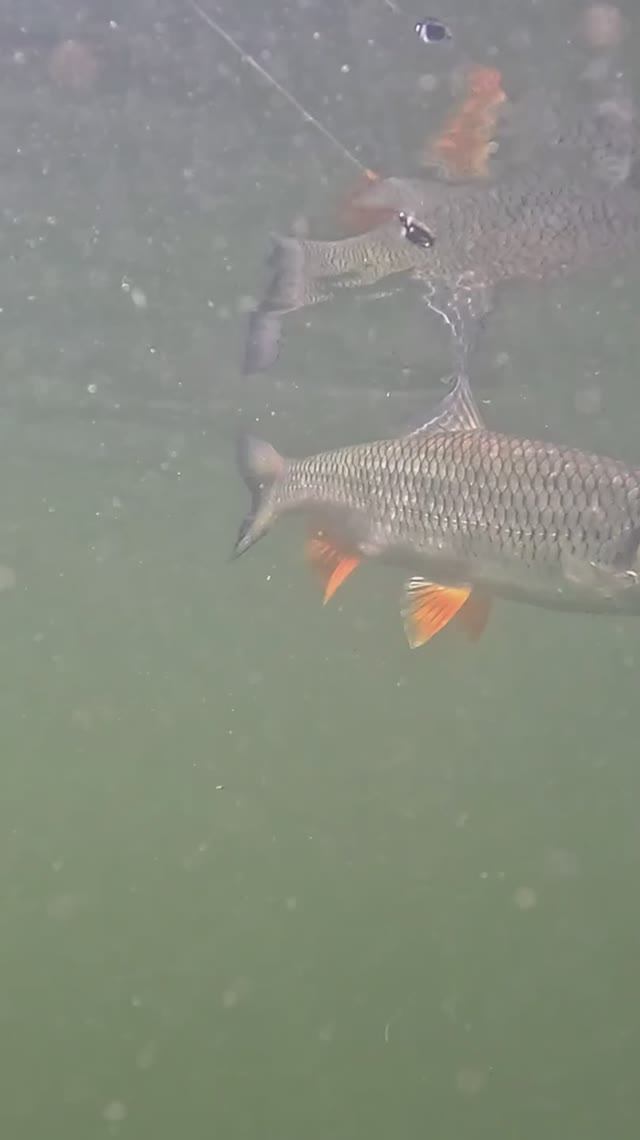 Матерый хищник не хотел сдаваться! Битва до последнего! 💥💪🦁 #shorts #рыбалка #ловляголавля смотреть онлайн