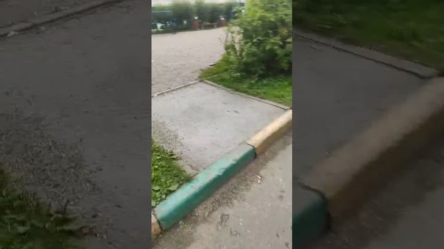 собака смотреть онлайн