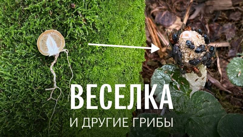Веселка. Грибы в Мытищинском лесопарке. Михаил Вишневский смотреть онлайн