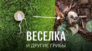 Веселка. Грибы в Мытищинском лесопарке. Михаил Вишневский