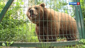 Медведь Мансур в передаче "Одержимые идеей" (10.08.2025)