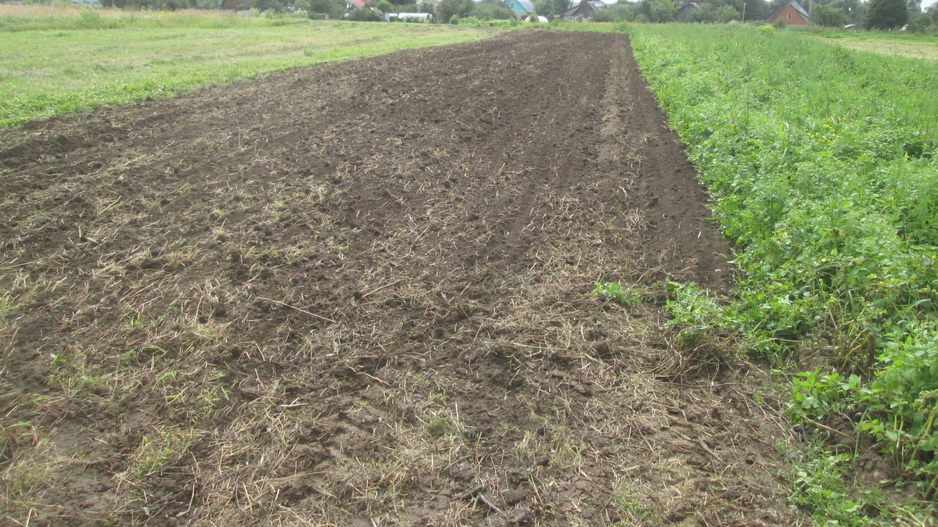 Посев сидератов