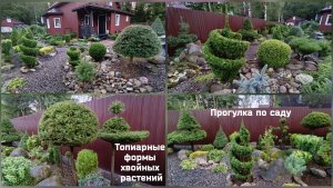 Прогулка по саду. Топиарные формы хвойных растений.