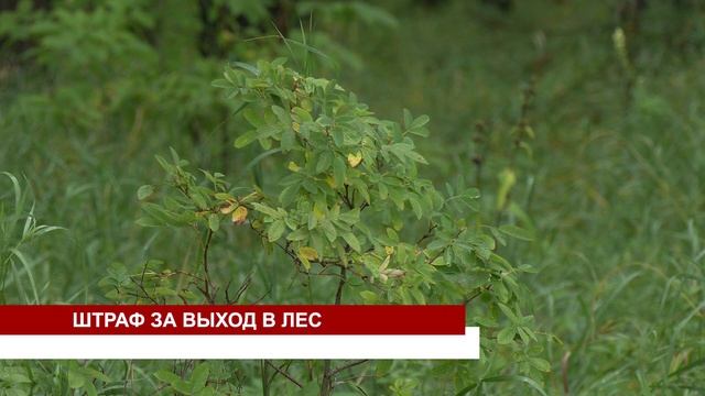 ШТРАФ ЗА ВЫХОД В ЛЕС смотреть онлайн