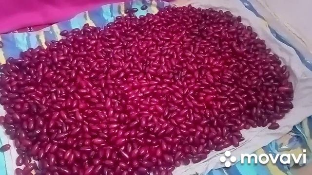 /заготовки на зиму/кизил/собрали кизил/ смотреть онлайн